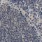 RuvB Like AAA ATPase 1 antibody, NBP1-84913, Novus Biologicals, Immunohistochemistry paraffin image 
