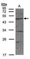 F-box/WD repeat-containing protein 2 antibody, NBP1-31019, Novus Biologicals, Western Blot image 