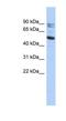 Calpain 10 antibody, NBP1-53117, Novus Biologicals, Western Blot image 