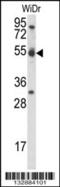 Cyclin-I antibody, 56-811, ProSci, Western Blot image 