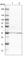 Glyoxylate And Hydroxypyruvate Reductase antibody, HPA022971, Atlas Antibodies, Western Blot image 