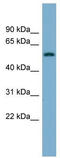 Membrane Frizzled-Related Protein antibody, TA344083, Origene, Western Blot image 