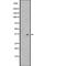 Olfactory Receptor Family 2 Subfamily T Member 8 antibody, PA5-67881, Invitrogen Antibodies, Western Blot image 