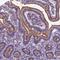 Transmembrane 4 L Six Family Member 20 antibody, HPA051838, Atlas Antibodies, Immunohistochemistry frozen image 