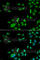 Integrator Complex Subunit 10 antibody, A6632, ABclonal Technology, Immunofluorescence image 
