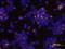 C-C Motif Chemokine Ligand 3 antibody, BAF270, R&D Systems, Immunocytochemistry image 