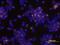 C-C Motif Chemokine Ligand 3 antibody, BAF270, R&D Systems, Immunocytochemistry image 