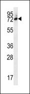 SIX Homeobox 5 antibody, LS-C161108, Lifespan Biosciences, Western Blot image 