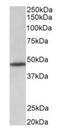 G Protein-Coupled Receptor 83 antibody, orb125255, Biorbyt, Western Blot image 