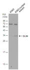 Distal-Less Homeobox 4 antibody, GTX129318, GeneTex, Western Blot image 