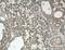 WD Repeat Domain 18 antibody, 15165-1-AP, Proteintech Group, Immunohistochemistry frozen image 