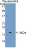 Lysozyme antibody, LS-C295234, Lifespan Biosciences, Western Blot image 