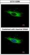 Afamin antibody, GTX112390, GeneTex, Immunocytochemistry image 