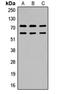 Calcium/Calmodulin Dependent Protein Kinase II Beta antibody, orb304707, Biorbyt, Western Blot image 