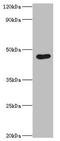 Egl-9 Family Hypoxia Inducible Factor 1 antibody, orb353607, Biorbyt, Western Blot image 