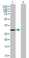 Solute Carrier Family 22 Member 24 antibody, MBS642088, MyBioSource, Western Blot image 