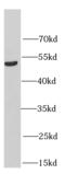 HERP1 antibody, FNab03838, FineTest, Western Blot image 