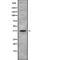 Thromboxane A2 Receptor antibody, abx218914, Abbexa, Western Blot image 