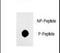 Quiescin Sulfhydryl Oxidase 1 antibody, LS-C203691, Lifespan Biosciences, Dot Blot image 