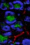 Melanoma Cell Adhesion Molecule antibody, 134720, BioLegend, Immunohistochemistry frozen image 