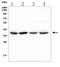 Secreted Frizzled Related Protein 2 antibody, A01752-1, Boster Biological Technology, Western Blot image 