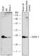 Pyroglutamyl-Peptidase I antibody, PA5-47827, Invitrogen Antibodies, Western Blot image 