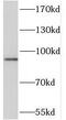SRY-Box 6 antibody, FNab08128, FineTest, Western Blot image 