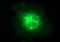 Claudin 6 antibody, LS-C788405, Lifespan Biosciences, Immunofluorescence image 