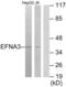 Ephrin A3 antibody, LS-C118935, Lifespan Biosciences, Western Blot image 