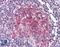 Interleukin 1 Receptor Type 2 antibody, LS-B377, Lifespan Biosciences, Immunohistochemistry paraffin image 
