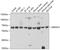 Killer cell immunoglobulin-like receptor 3DS1 antibody, 23-984, ProSci, Western Blot image 