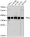 Ribosomal Protein L6 antibody, 19-915, ProSci, Western Blot image 