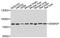 Ssemaphorin 4F antibody, abx126528, Abbexa, Western Blot image 