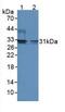 Iodothyronine Deiodinase 2 antibody, MBS2002305, MyBioSource, Western Blot image 