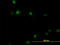 RUNX Family Transcription Factor 1 antibody, LS-B5384, Lifespan Biosciences, Immunofluorescence image 