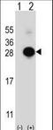 MOB Kinase Activator 1B antibody, LS-C100567, Lifespan Biosciences, Western Blot image 