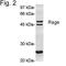 MOK Protein Kinase antibody, PA1-075, Invitrogen Antibodies, Western Blot image 