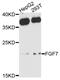 Fibroblast Growth Factor 7 antibody, abx135946, Abbexa, Western Blot image 