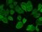 Wnt Family Member 8B antibody, A07933-1, Boster Biological Technology, Immunofluorescence image 