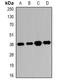 Ribosomal RNA Processing 7 Homolog A antibody, orb382555, Biorbyt, Western Blot image 