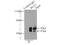 Regulator of chromosome condensation antibody, 22142-1-AP, Proteintech Group, Immunoprecipitation image 