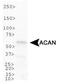 Aggrecan antibody, NB100-74350, Novus Biologicals, Western Blot image 