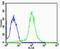 F-Box And Leucine Rich Repeat Protein 17 antibody, MBS9207717, MyBioSource, Flow Cytometry image 