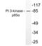Phosphoinositide-3-Kinase Regulatory Subunit 1 antibody, LS-C286279, Lifespan Biosciences, Western Blot image 