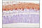 Synapsin I antibody, 5297T, Cell Signaling Technology, Immunohistochemistry paraffin image 