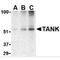 TRAF family member-associated NF-kappa-B activator antibody, MBS151370, MyBioSource, Western Blot image 