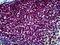 Poly(ADP-Ribose) Polymerase 1 antibody, LS-B5181, Lifespan Biosciences, Immunohistochemistry frozen image 