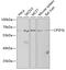 Integrator Complex Subunit 11 antibody, GTX32537, GeneTex, Western Blot image 