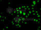 Homeobox B7 antibody, A6925, ABclonal Technology, Immunofluorescence image 