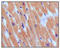 Natriuretic Peptide B antibody, 252731, Abbiotec, Immunohistochemistry paraffin image 